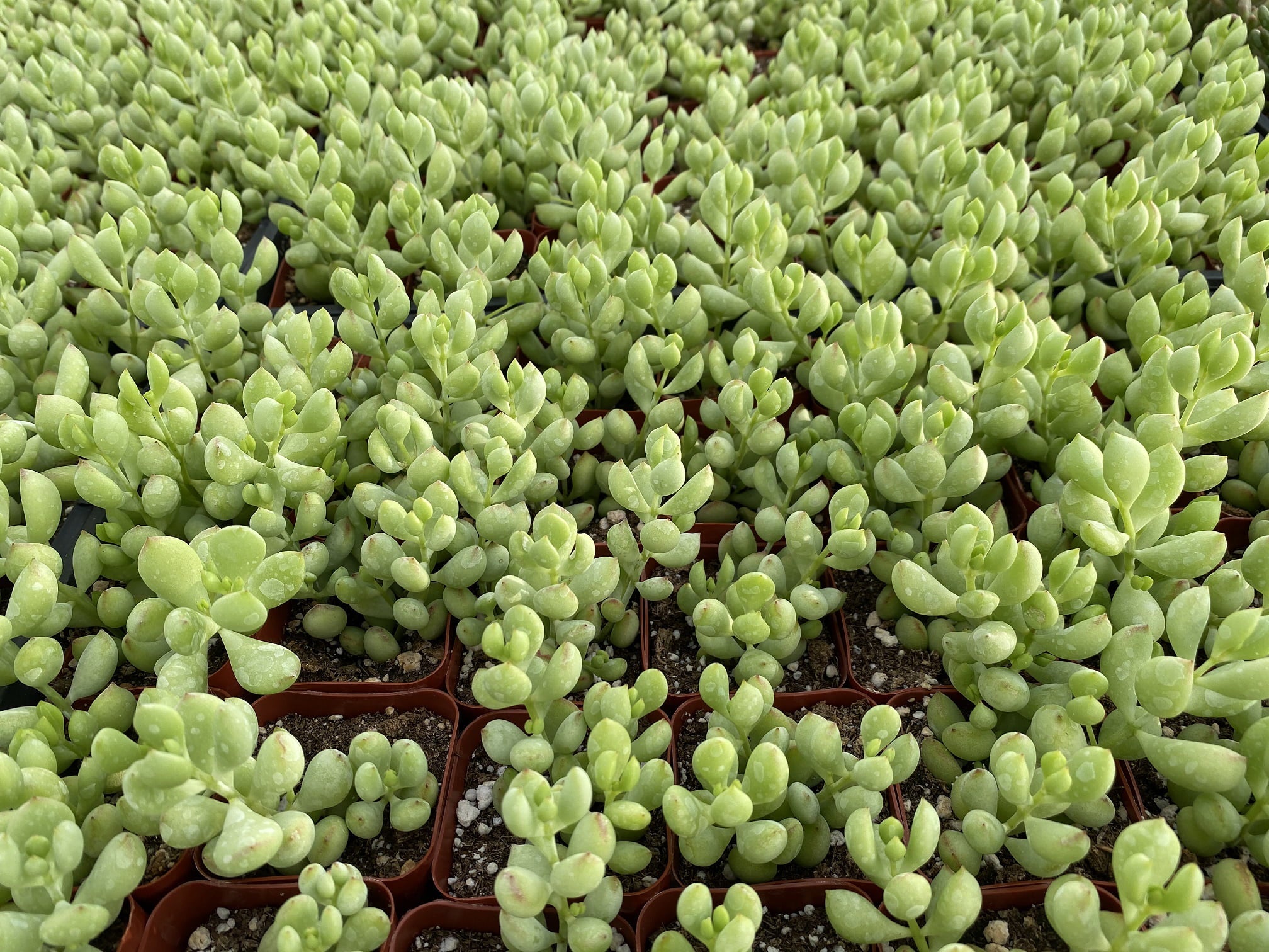 Cotyledon Pendens Succulent Live Plants Rare Trailing Succulents， 3 Fresh Succulent Cuttings