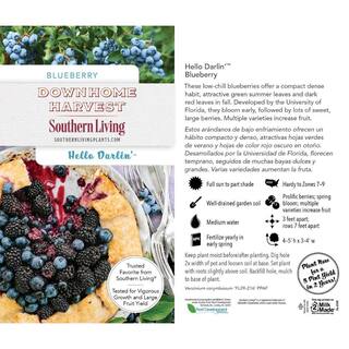 SOUTHERN LIVING 2 Gal. Hello Darlin Blueberry Plant 17203