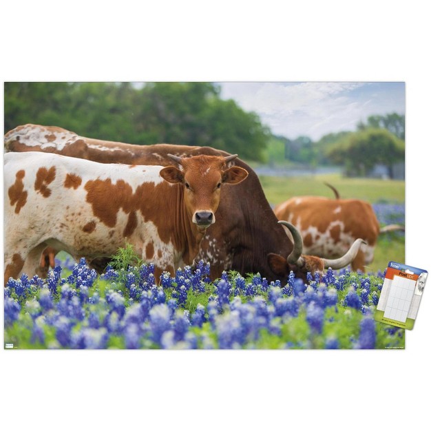 Trends International Texas Longhorns Unframed Wall Poster Prints