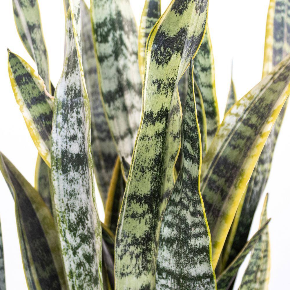 United Nursery Live Snake Plant Sansevieria Laurentii in 6 inch Grower Pot 22440