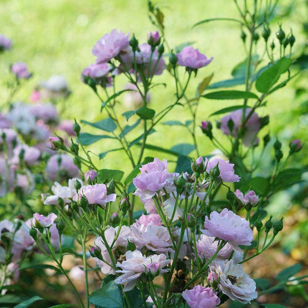 PROVEN WINNERS 1 Gal. Rise Up Lilac Days Rose (Rosa) Live Plant Shrub Purple Flowers ROSPRC2306101