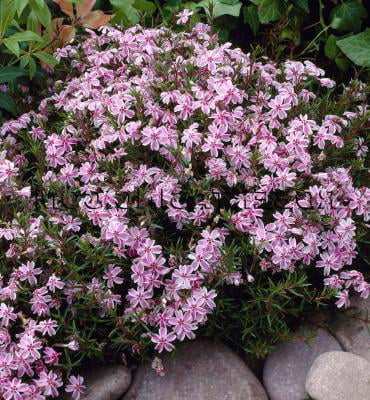 Classy Groundcovers - Phlox subulata 'Candy Stripe'  {25 Pots - 3 1/2 inch Square}