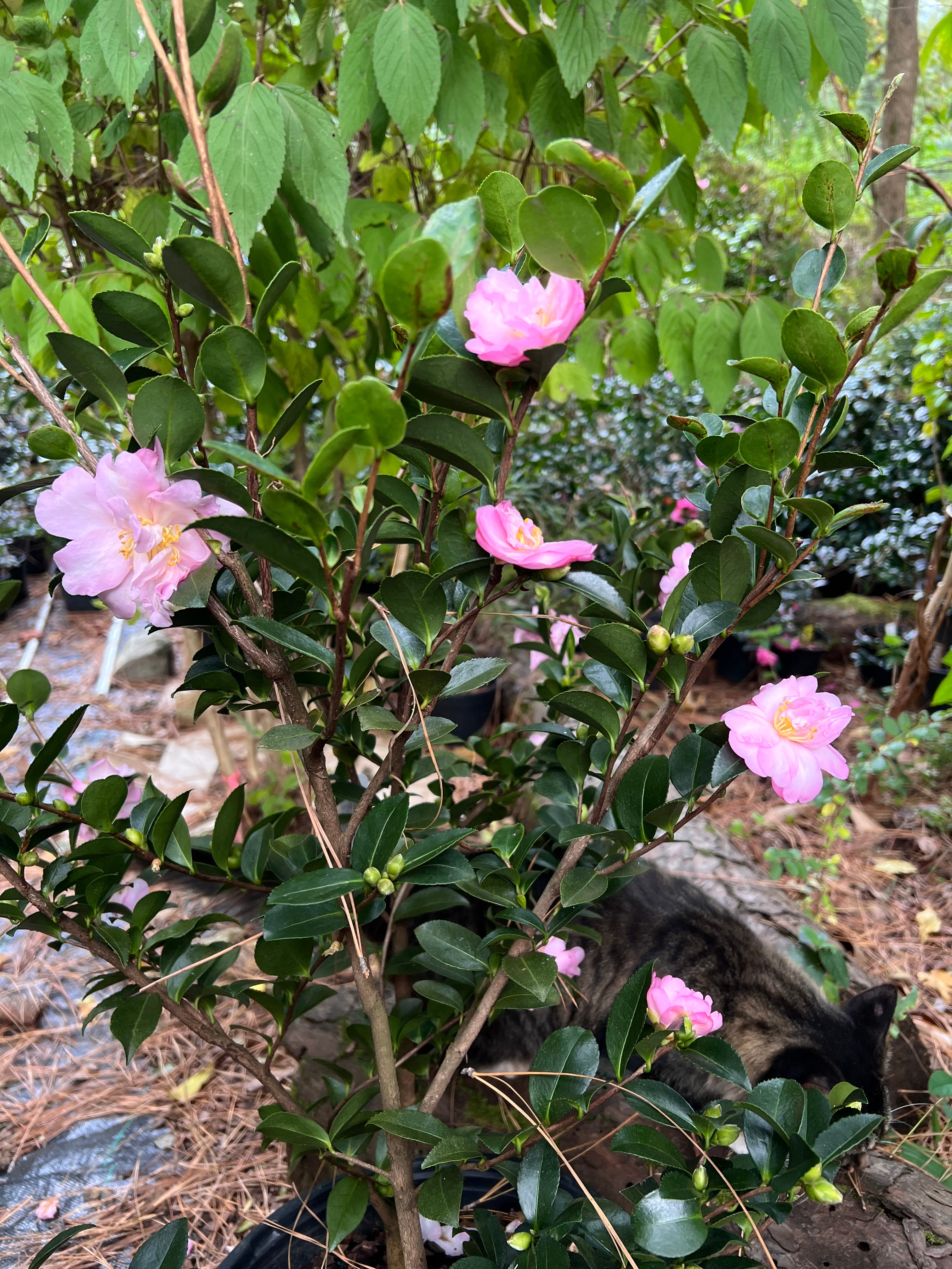 Camellia Pink Snow