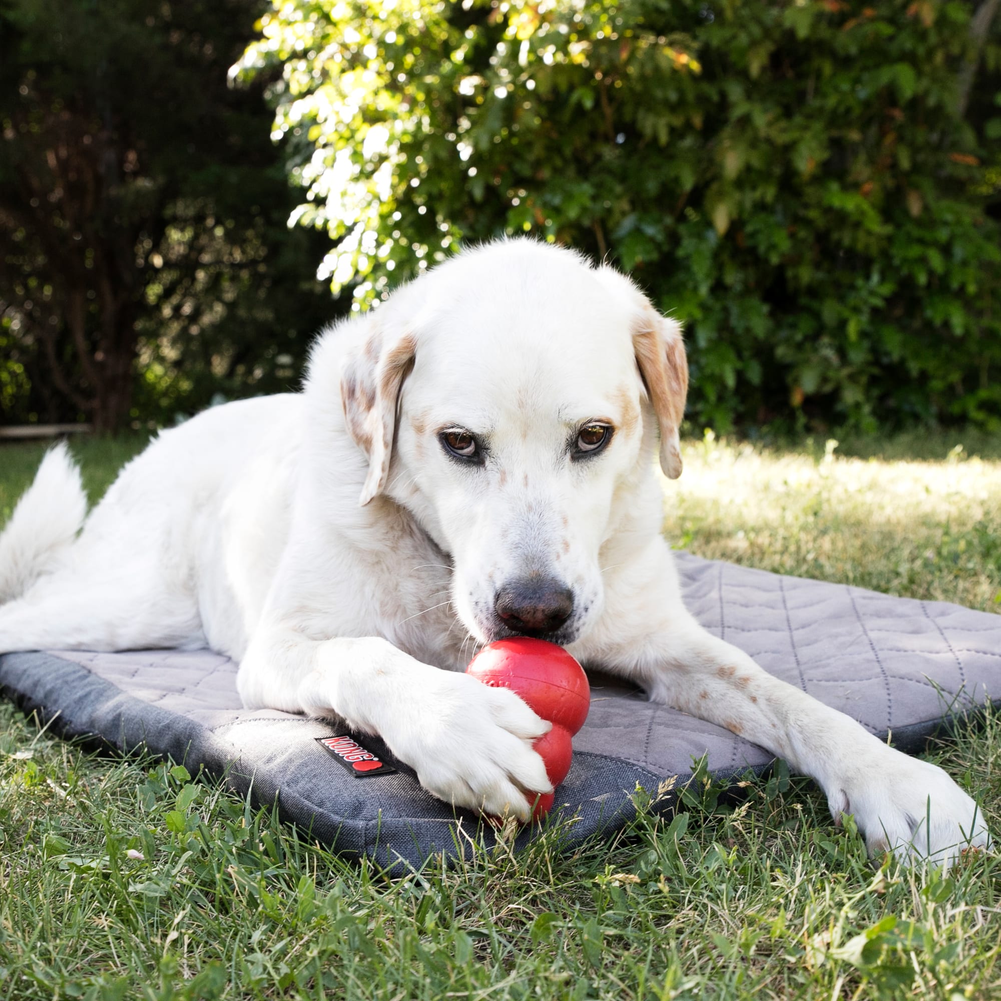 KONG Fold-Up Non-Slip Dog Travel Mat， 36