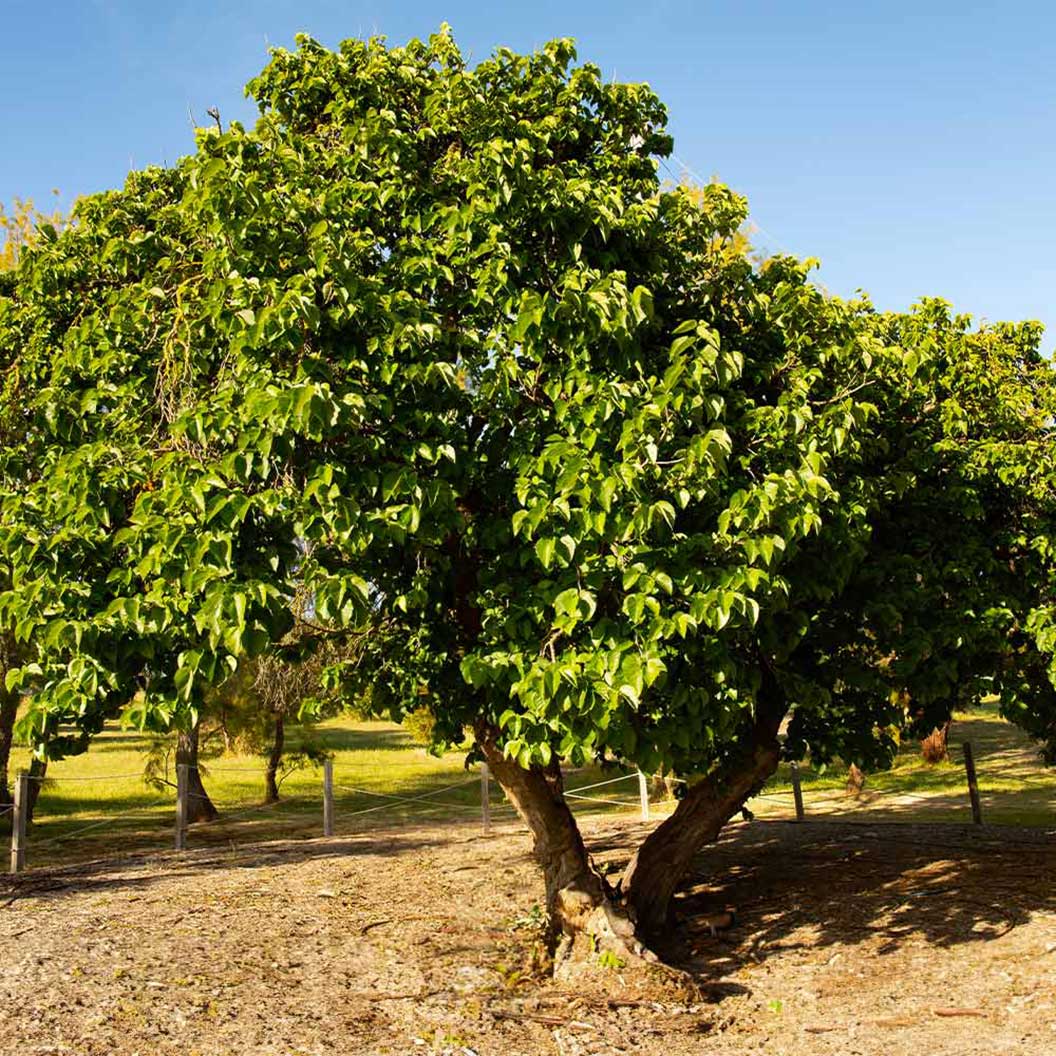 Everbearing Mulberry Tree