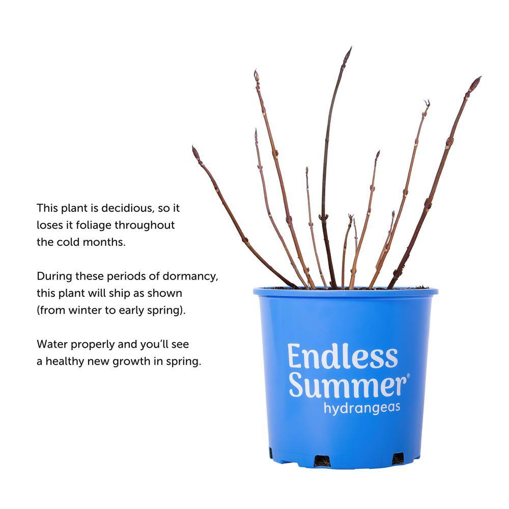 Endless Summer 3 Gal. The Original Reblooming Hydrangea Flowering Shrub with Pink or Blue Flowers HYDGA3ESO1PK