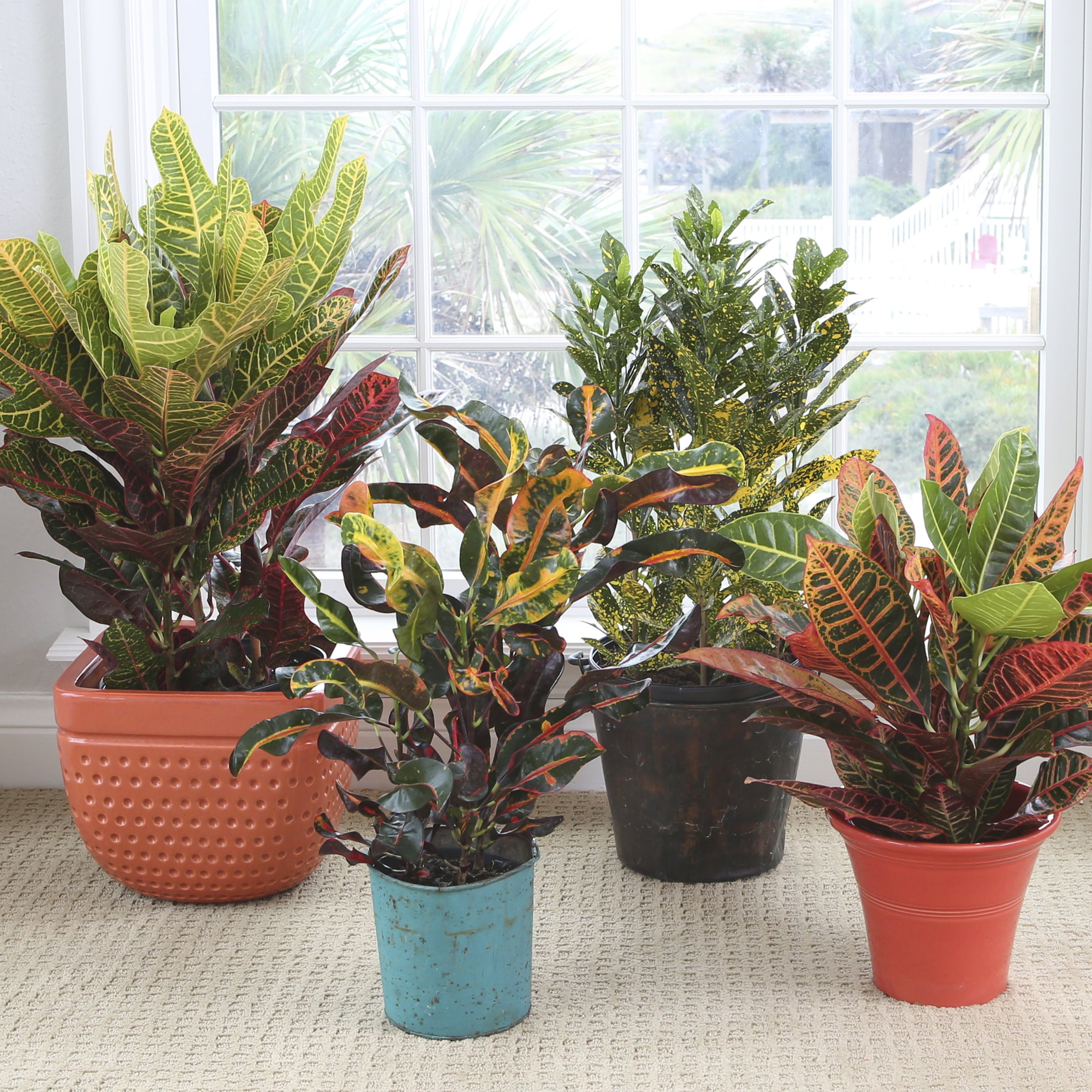 Costa Farms  Live Indoor 14in. Tall Multi-color Croton Petra; Bright， Direct Sunlight Plant in 6in. Grower Pot