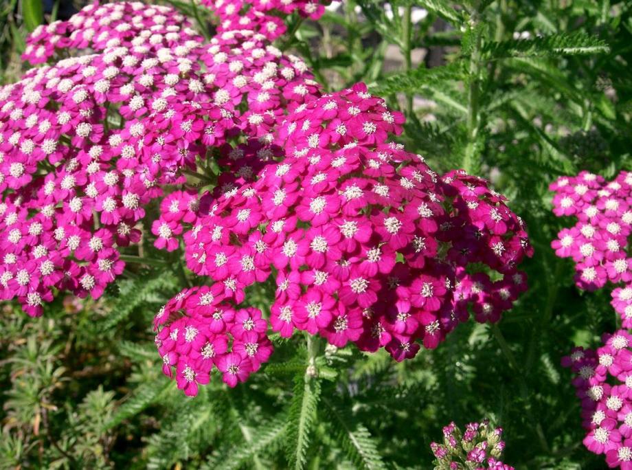 Classy Groundcovers - Achillea millefolium 'Oertel's Rose'  {25 Pots - 3 1/2 inch Square}