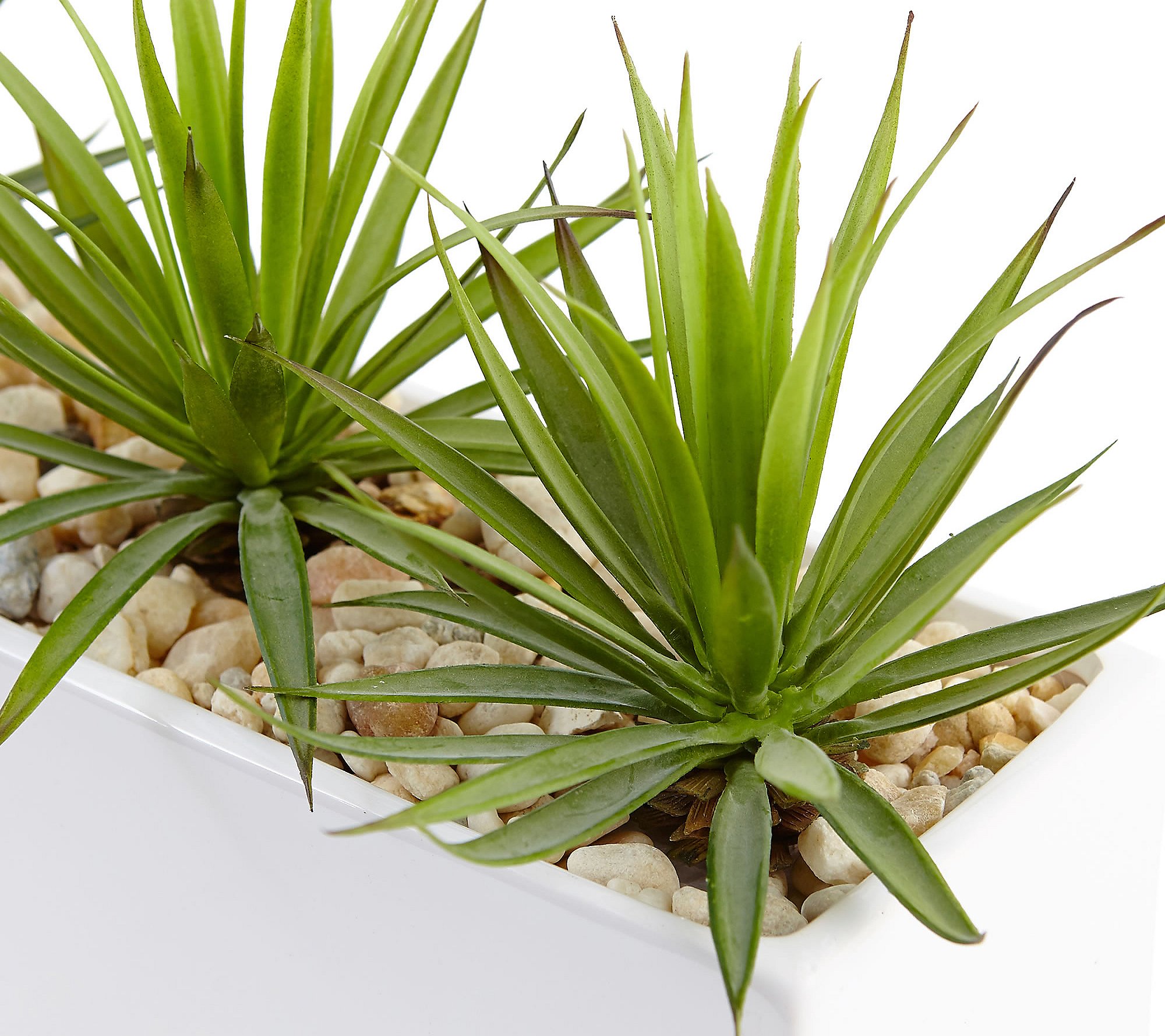 Mini Agave in Rectangular Ceramic Planter by Nearly Natural