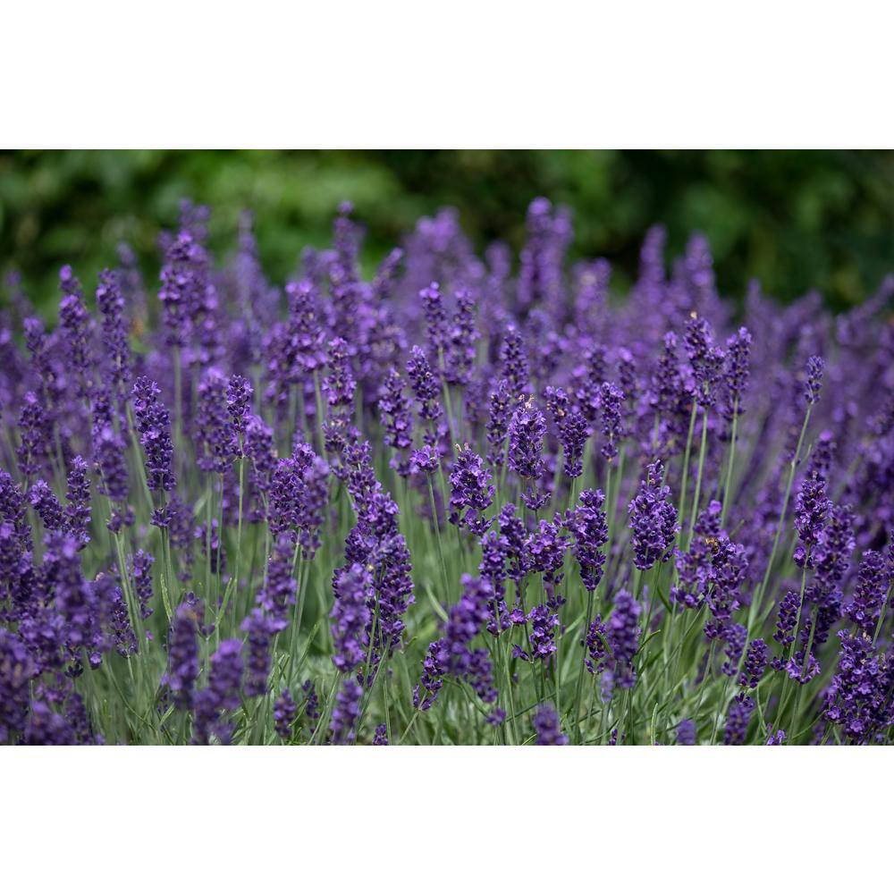 BELL NURSERY 3 Gal. Purple Lavendar Plant (1-Pack) 1005393404