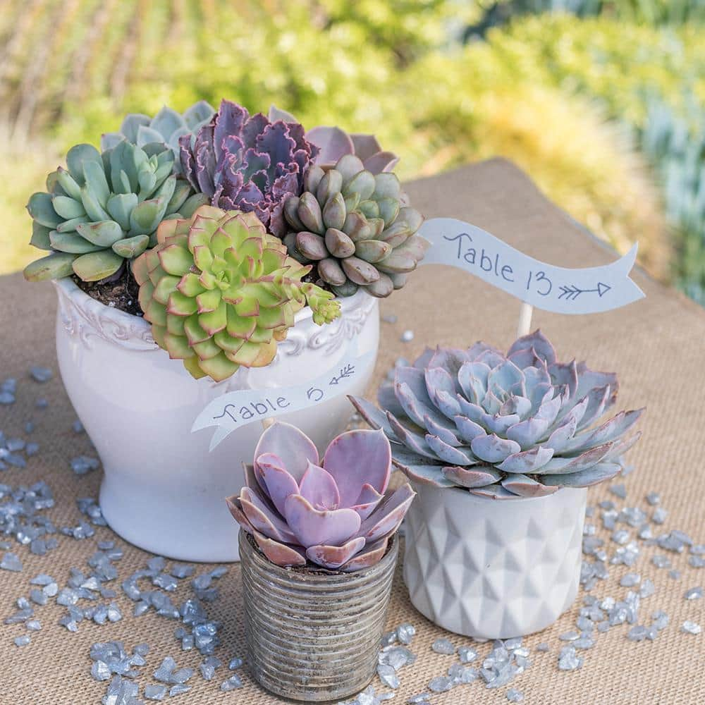 SMART PLANET 2.5 in. Echeveria Collection Plant (8-Pack) 0880055