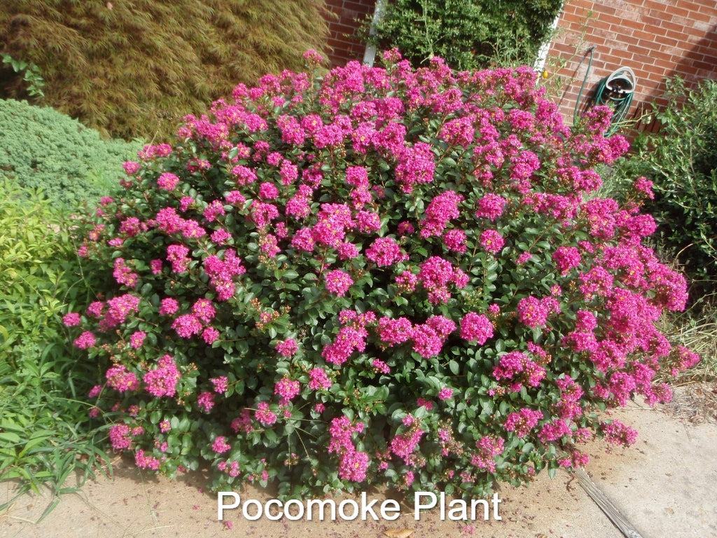 Bonsai Pocomoke Crape Myrtle