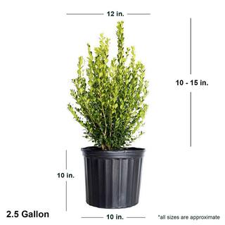 FLOWERWOOD 2.5 Gal - Wintergreen Boxwood Live Shrub Plant Glossy Dark Green Foliage 06173FL