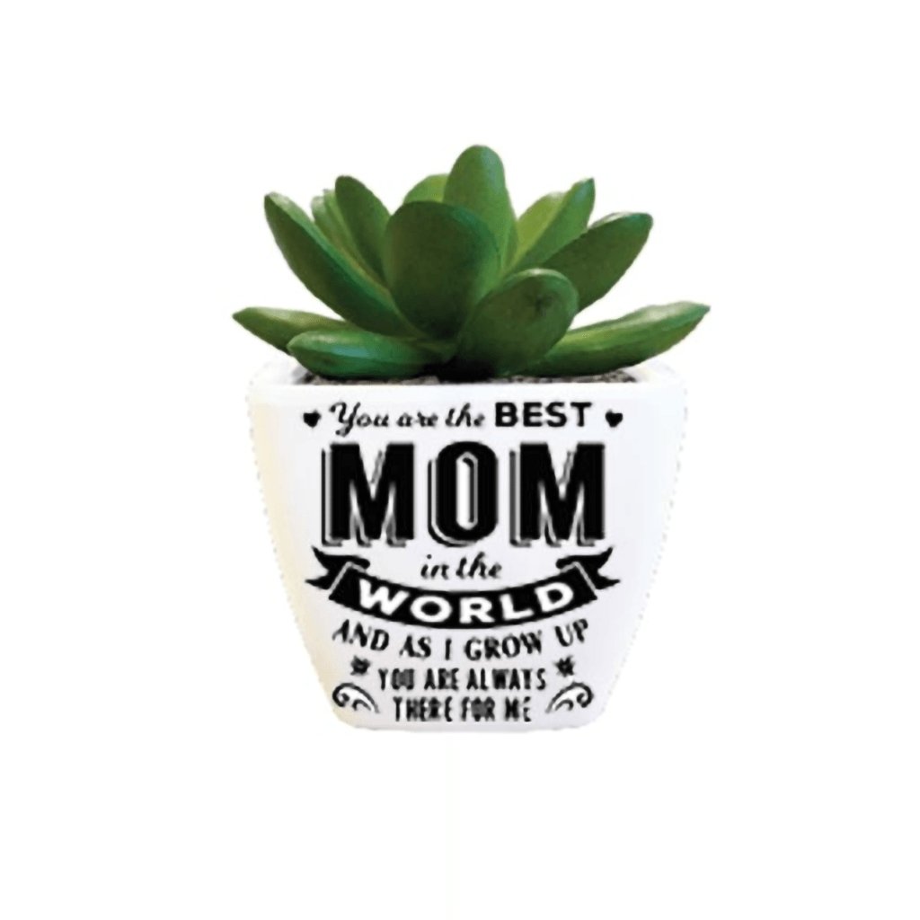 H & H Gifts  Succulent -  You Are The Best Mom