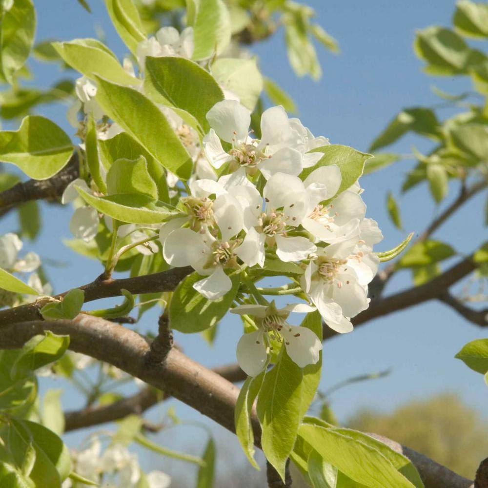 Gurney's Ambrosia Pear Potted Standard Fruit Tree (1-Pack) 81380