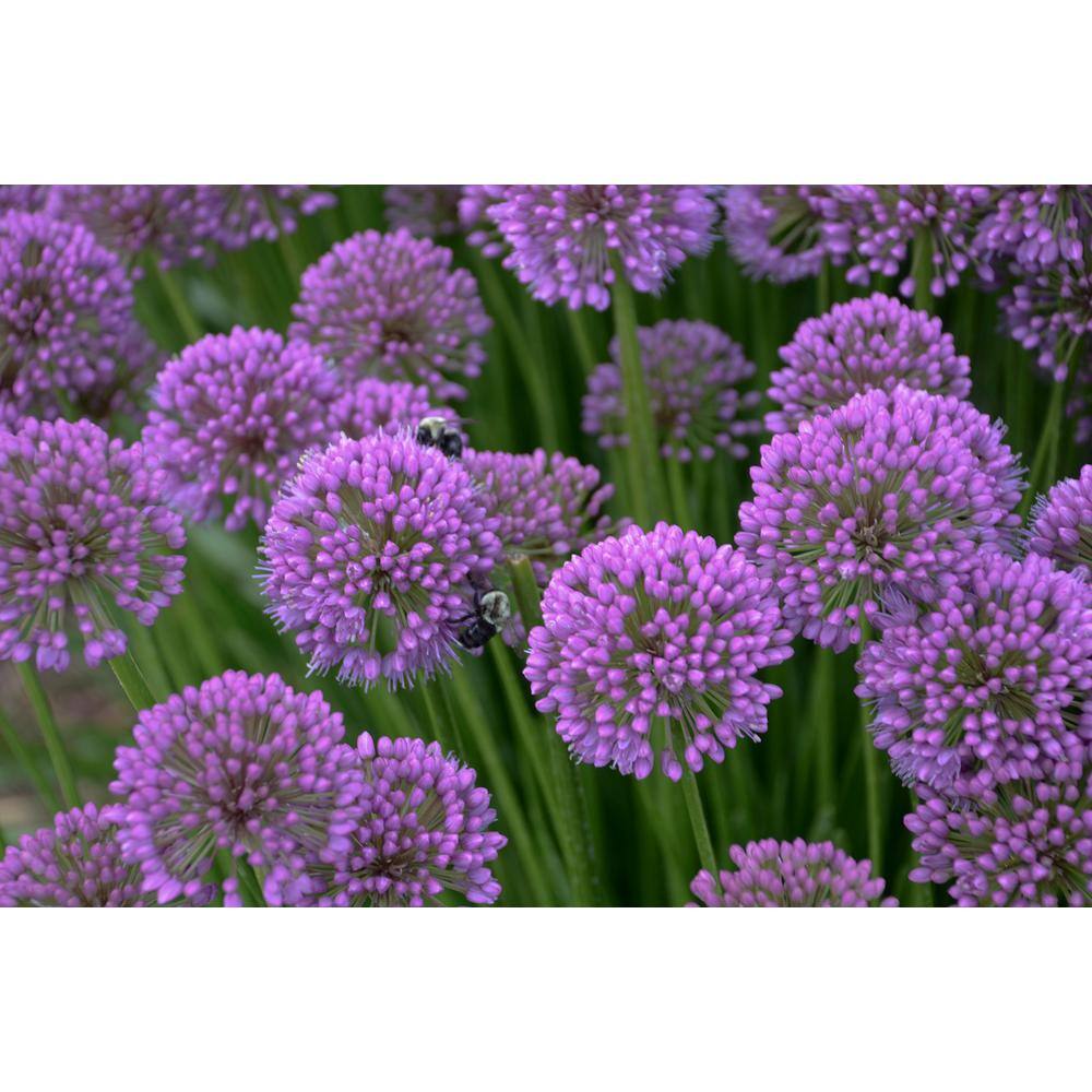 Plants That Work Ornamental Onion (Allium) Medusa 20570