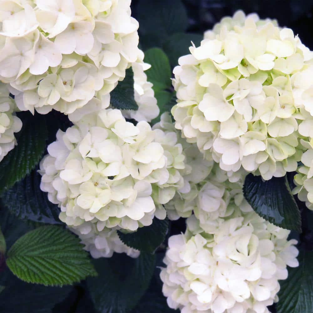 FIRST EDITIONS 2 Gal. Opening Day Doublefile Viburnum Live Shrub with Bright White Flowers 17542