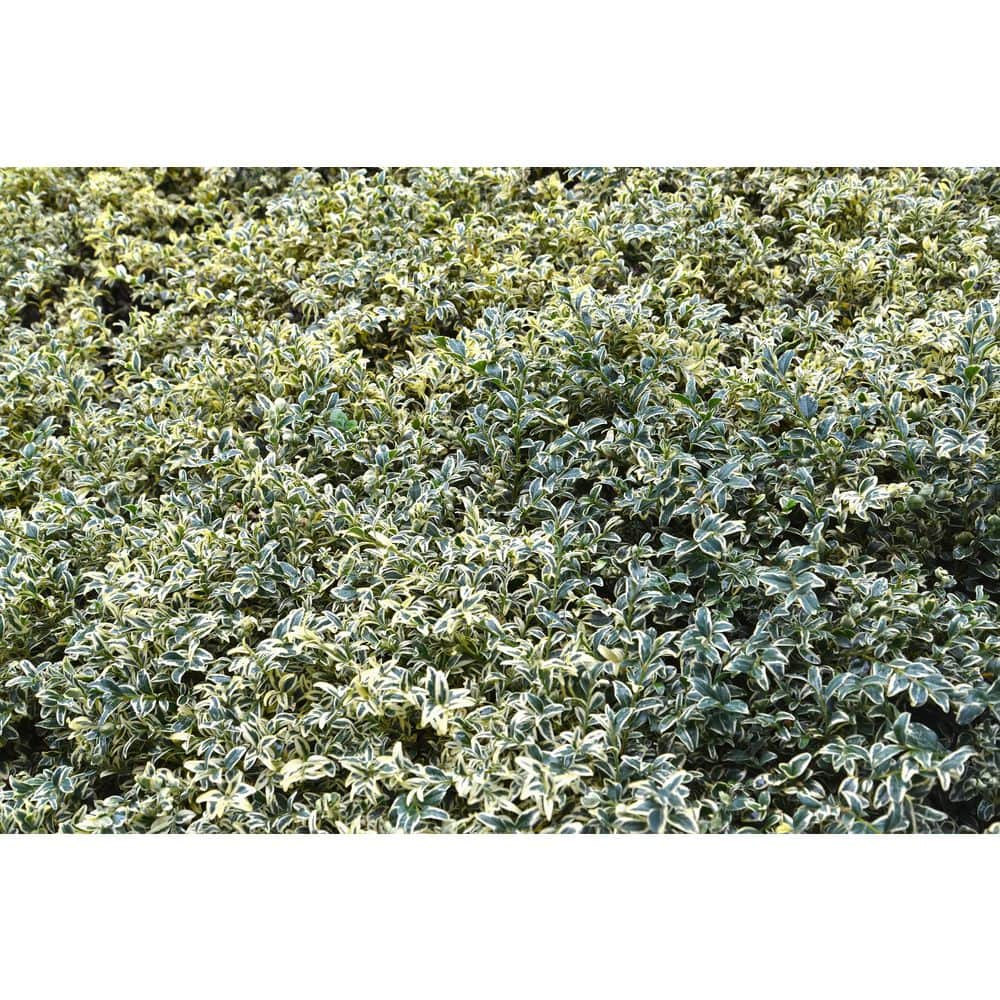 BELL NURSERY 2 Gal. Variegated Boxwood (Buxus Variegata) Live Evergreen Shrub BUXUS2VAR1PK