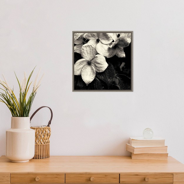 X 16 quot Dogwood Flower No 3 By Gary Horsfall Framed Canvas Wall Art Amanti Art