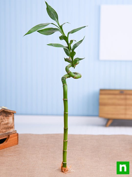 30 cm Spiral Stick Lucky Bamboo Plant