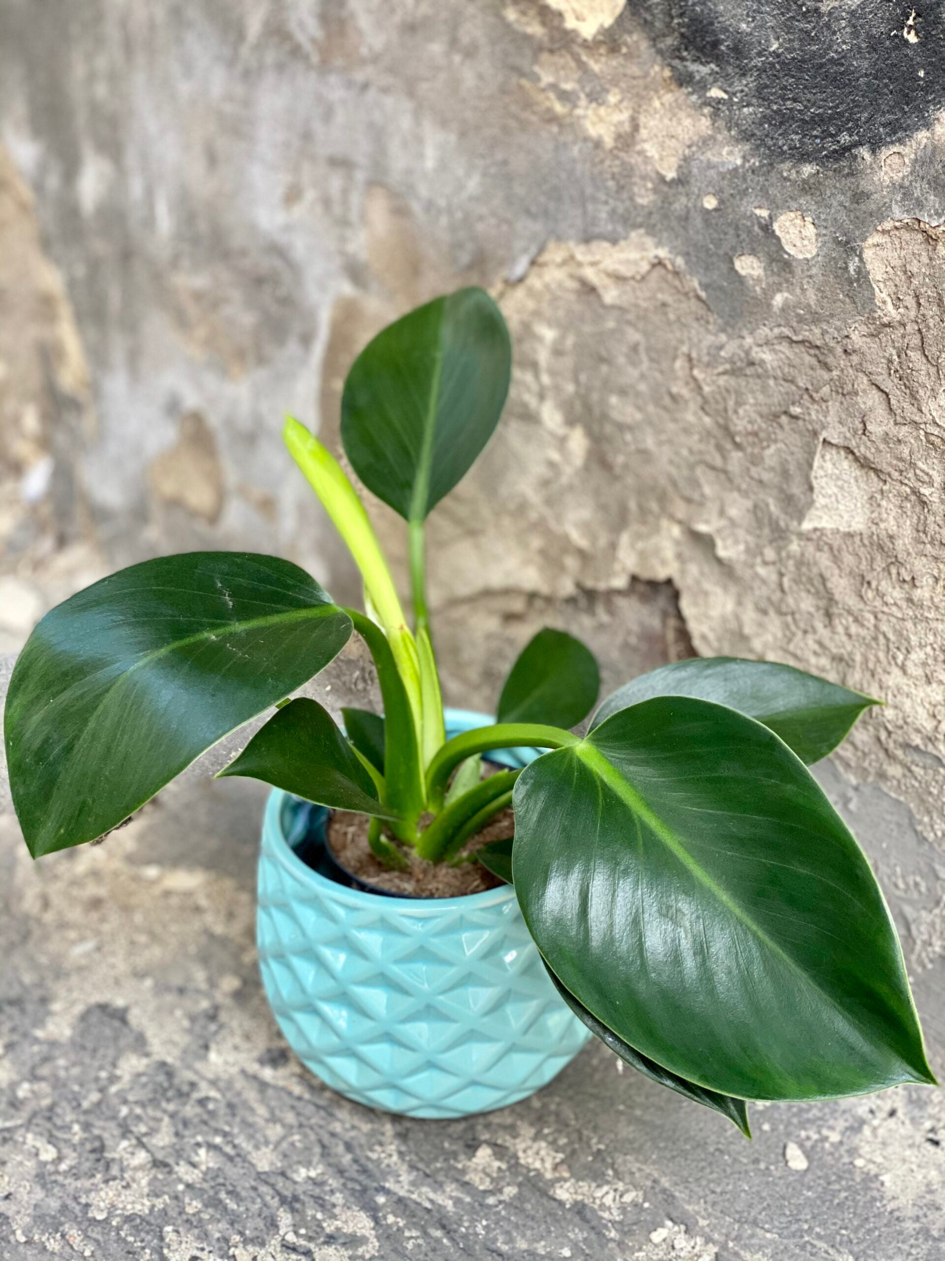 Philodendron Green Princess - Live Plant in a 4 inch Growers Pot - Philodendron 'Green Princess' - Extremely Rare Indoor Air Purifying Houseplant