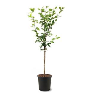 5 gal. Orient Pear Tree PEAORI05GSL