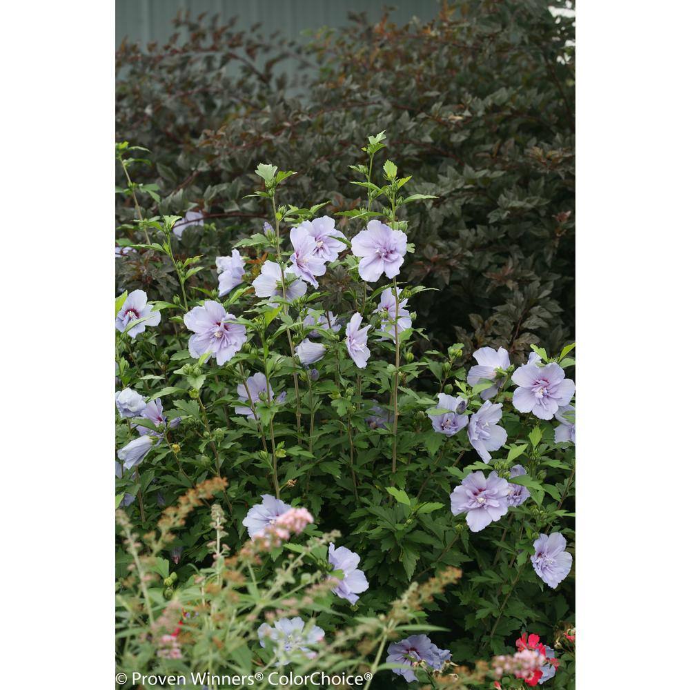 PROVEN WINNERS 4.5 in. Qt. Blue Chiffon Rose of Sharon (Hibiscus) Live Shrub Blue Flowers HIBPRC2057800