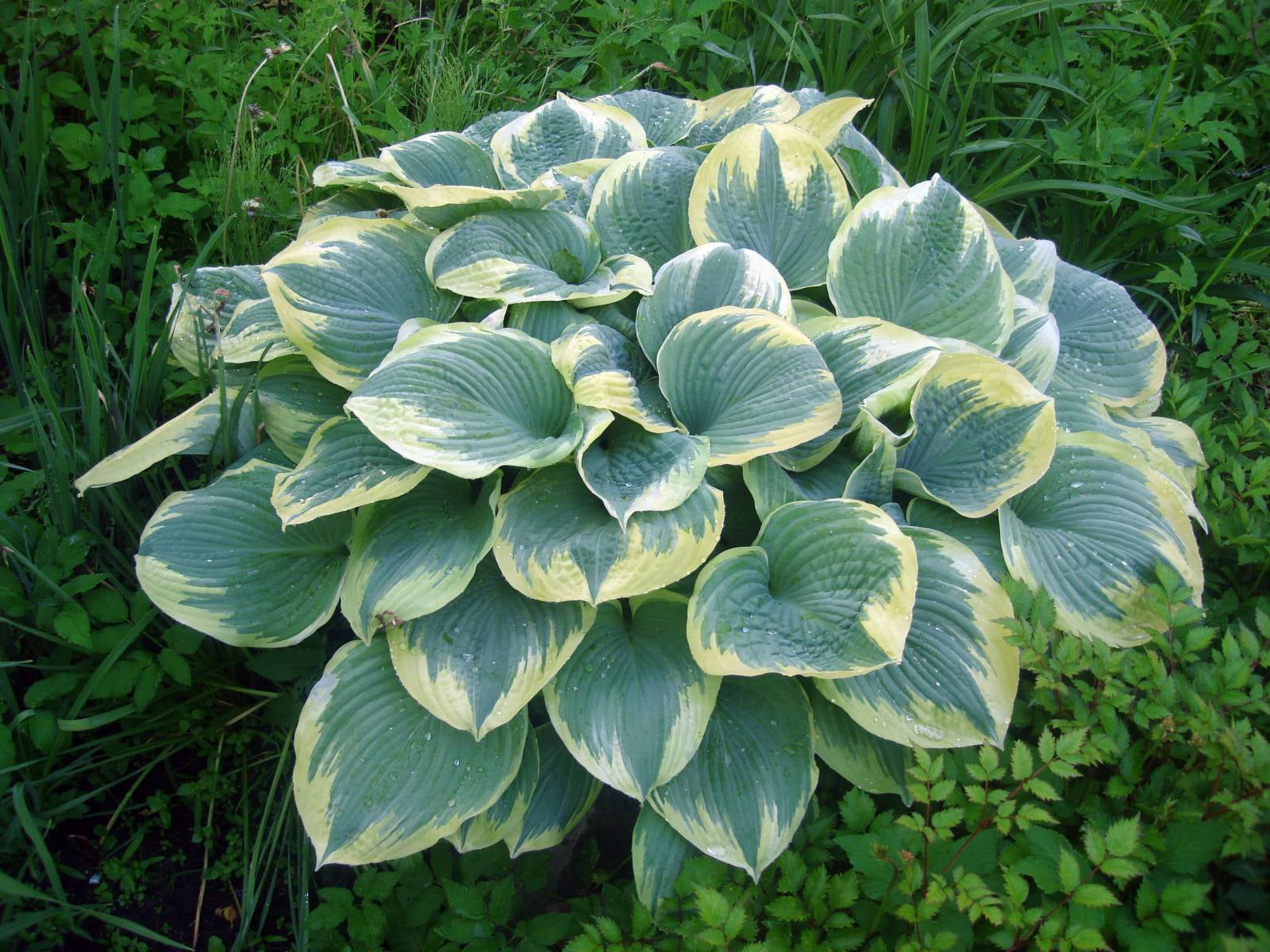 Robert Frost Hosta - Live Plant Quart Pot