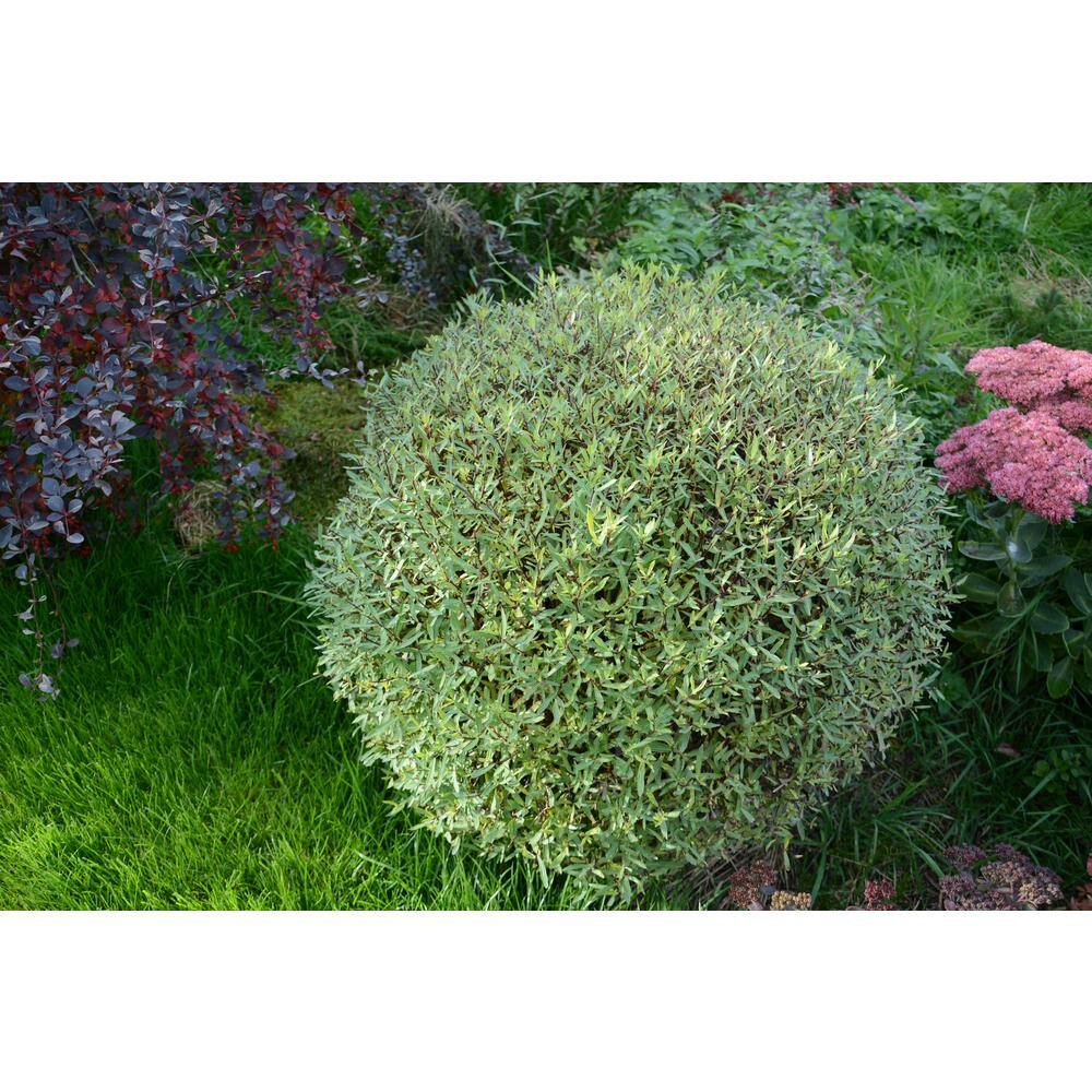 Online Orchards 1 Gal. Dwarf Blue Arctic Willow Shrub SBWI001