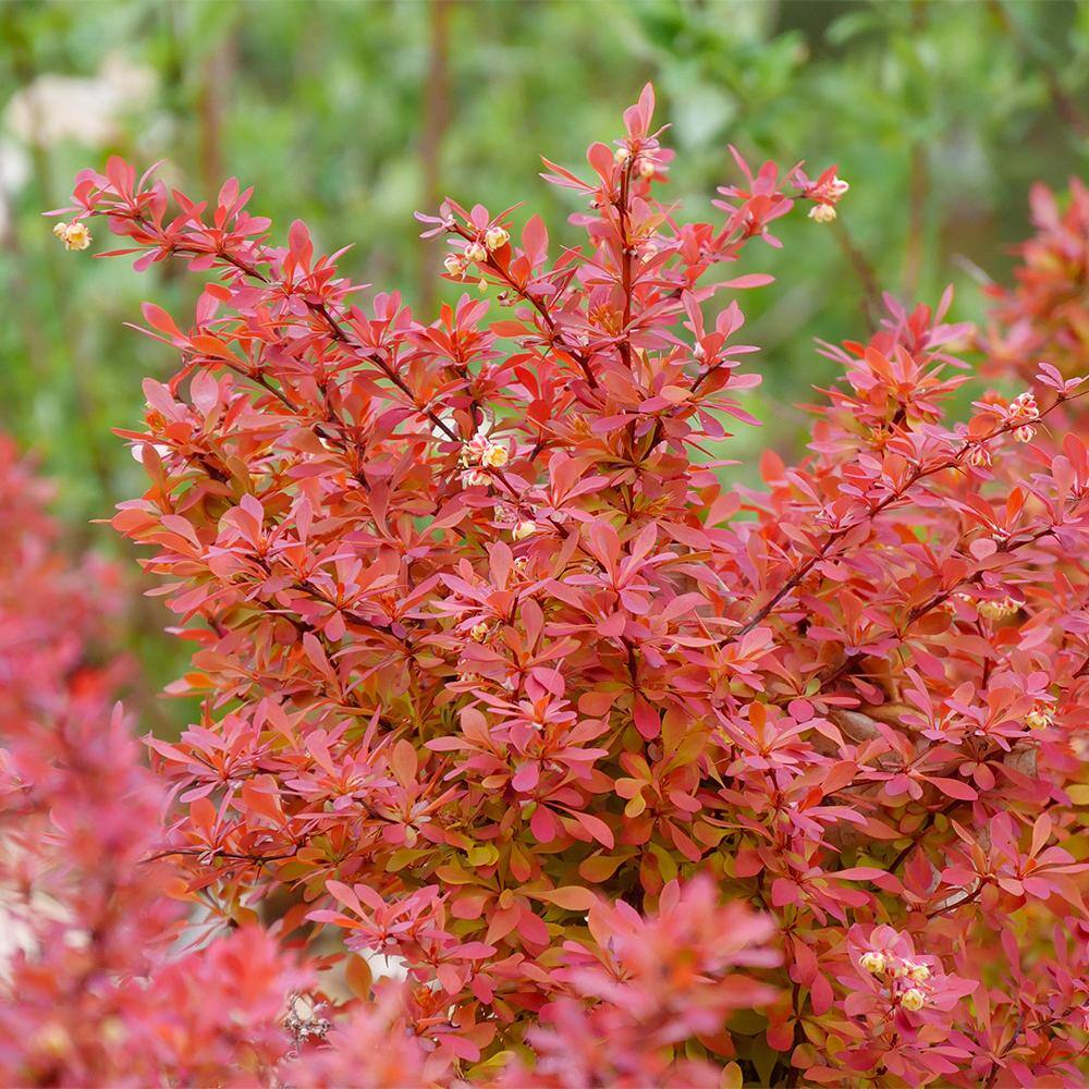 PROVEN WINNERS 2 Gal. Sunjoy Neo Barberry Shrub with Orange Foliage 17646