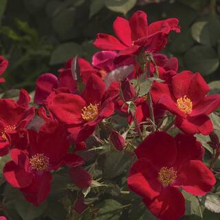 Spring Hill Nurseries Home Run Shrub Rose Dormant Bare Root Plant Red Color Flowers (1-Pack) 86101