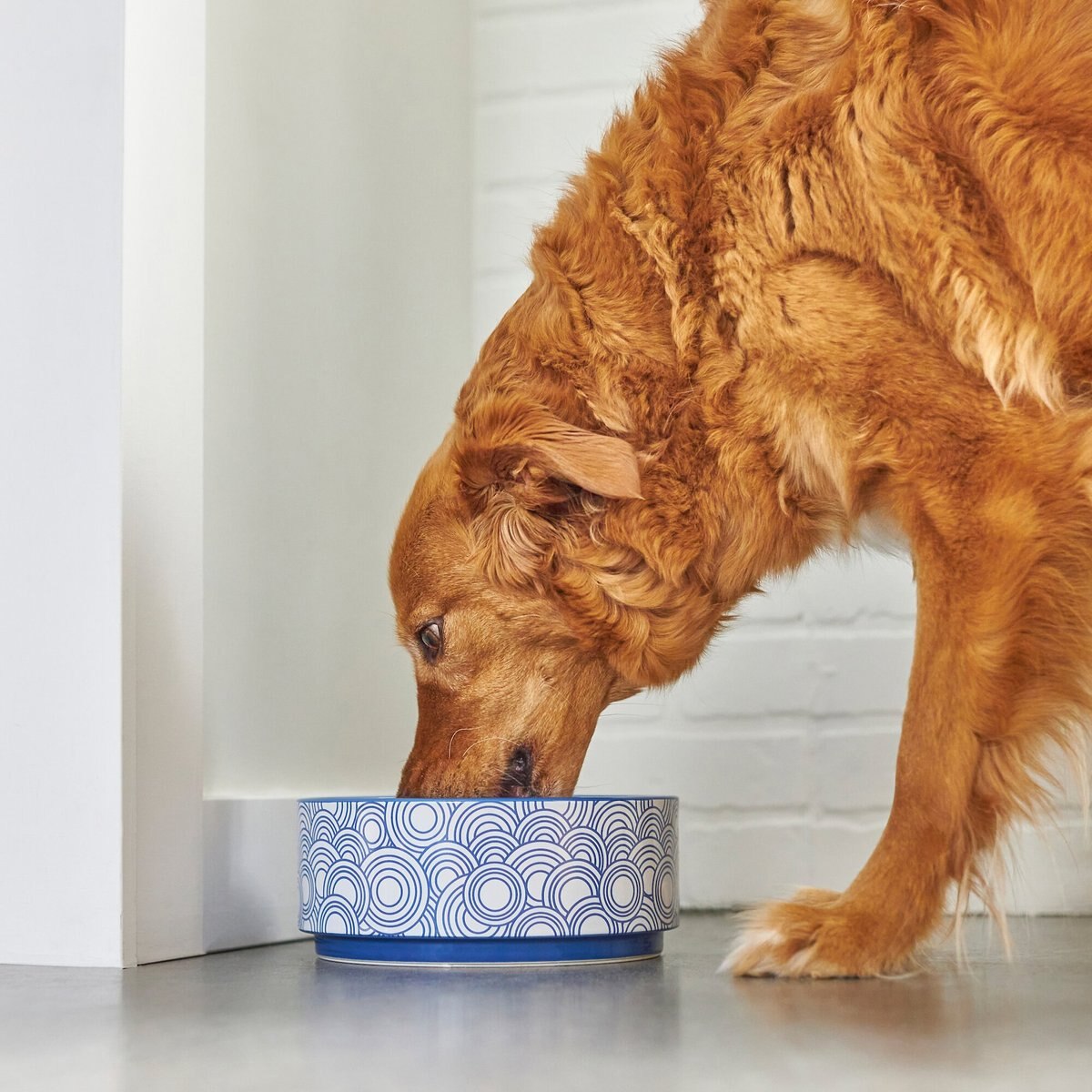 Frisco Blue Circles Non-skid Ceramic Dog and Cat Bowl