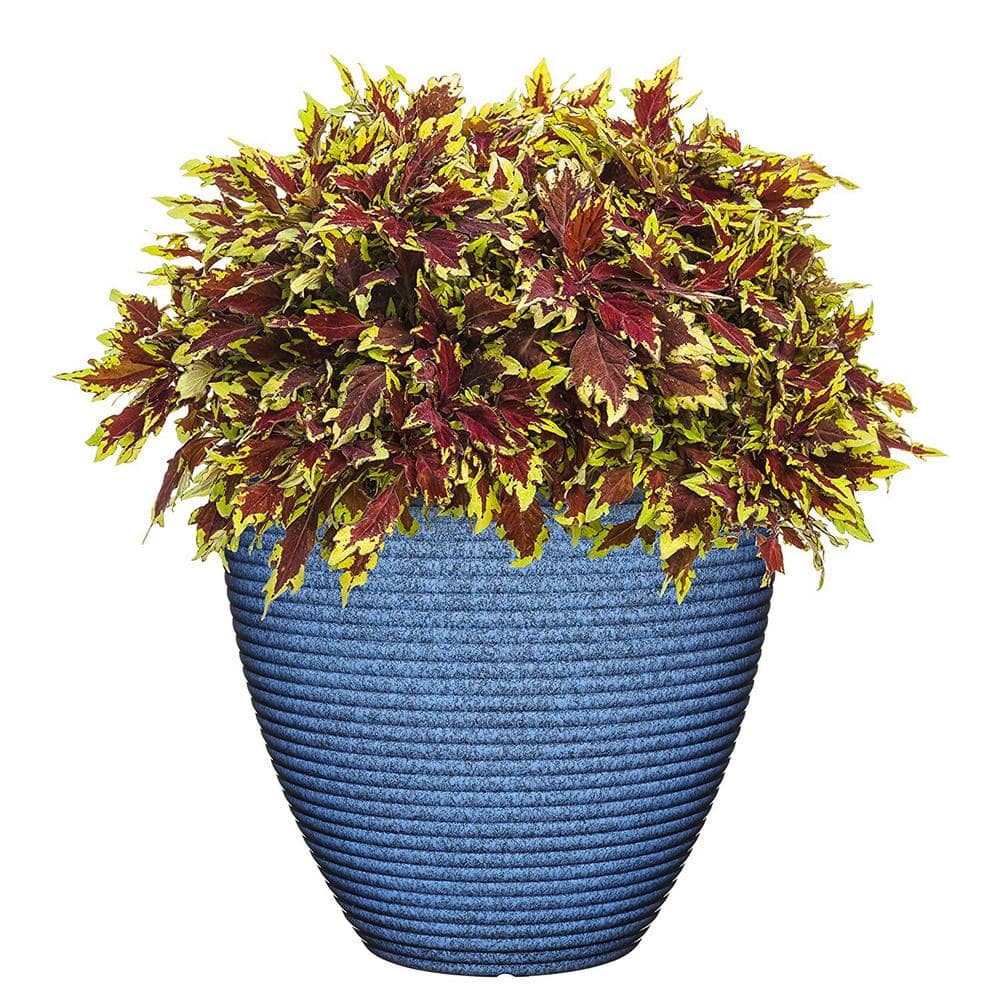 Classic Home and Garden 13 in. Perfect Blue Cali Resin Planter 4783-406R