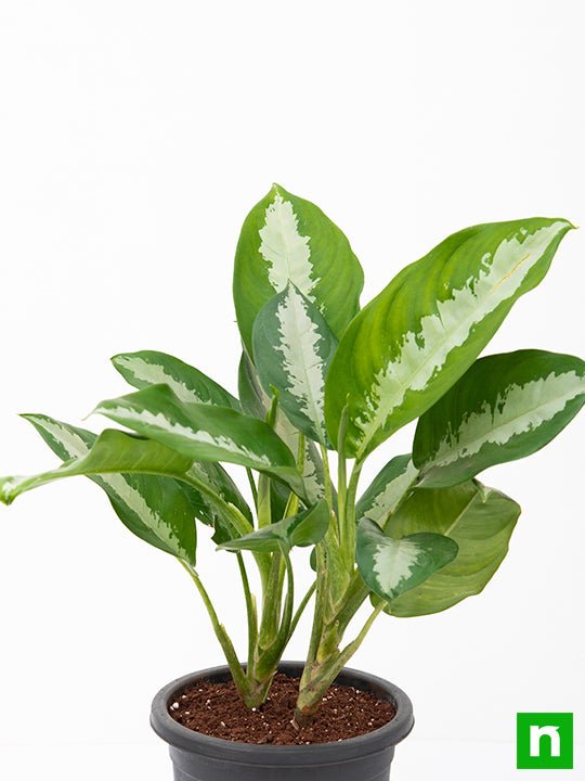 Aglaonema Jubilee Petite - Plant