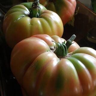Bonnie Plants 19 oz. German Queen Heirloom Tomato Plant 1003800689