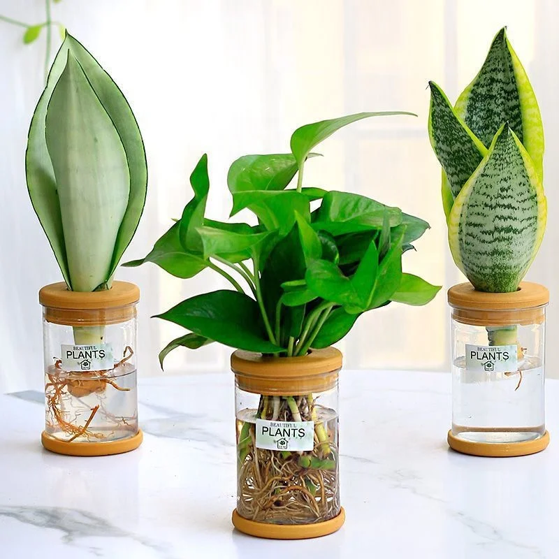 Home Vase Decor Glass Soilless Plant Pots Green Plants Pot Mini Hydroponic Flower Pot Transparent for Home Decoration PVC Modern