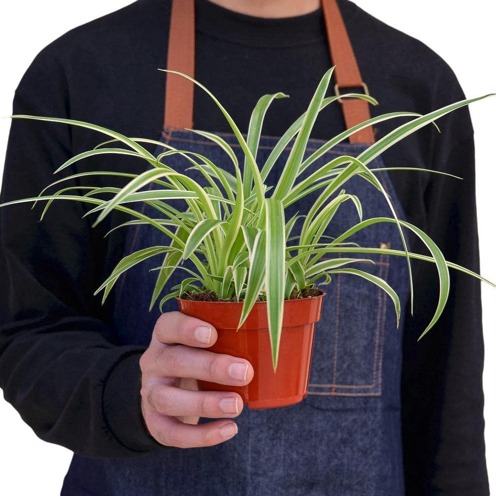 Spider Plant Reverse (Chlorophytum comosum variegatum) Plant in 4 in. Grower Pot 4_SPIDER_REVERSE