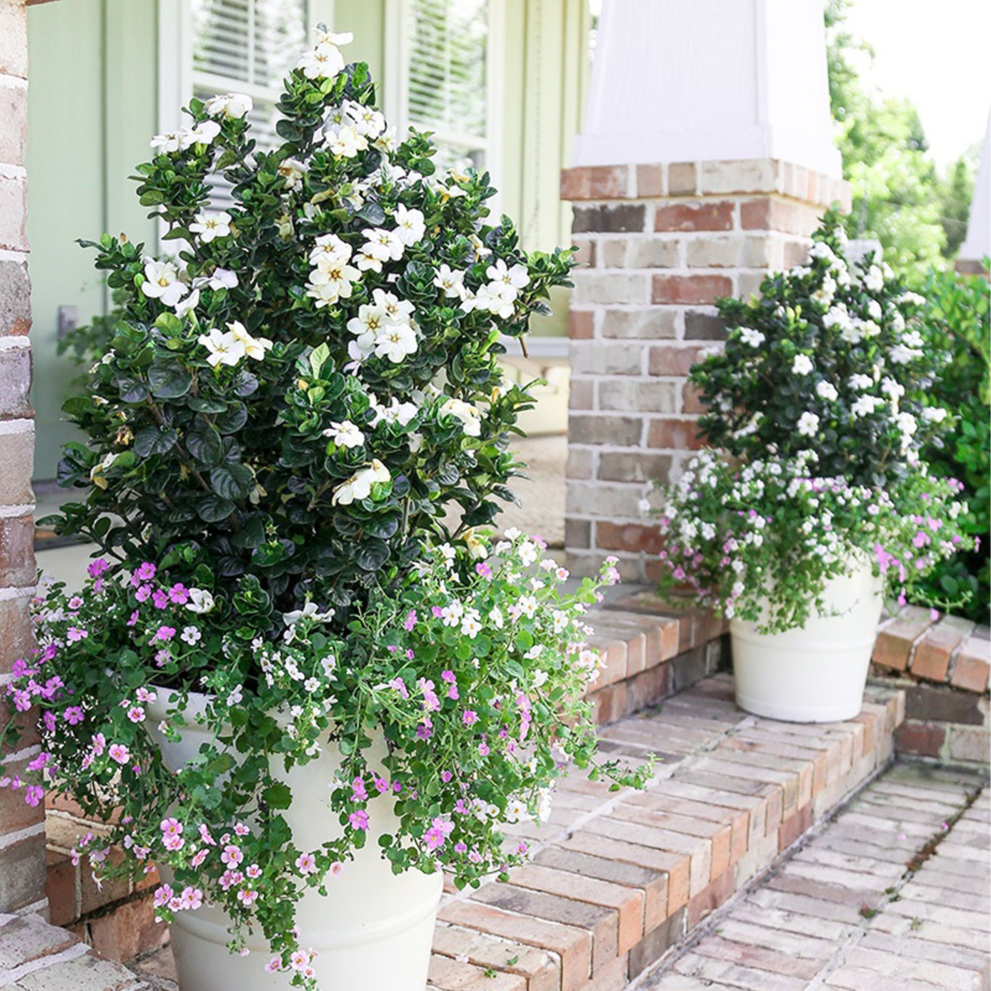 2 Gal Southern Living Gardenia Diamond Spire Live Shrubs