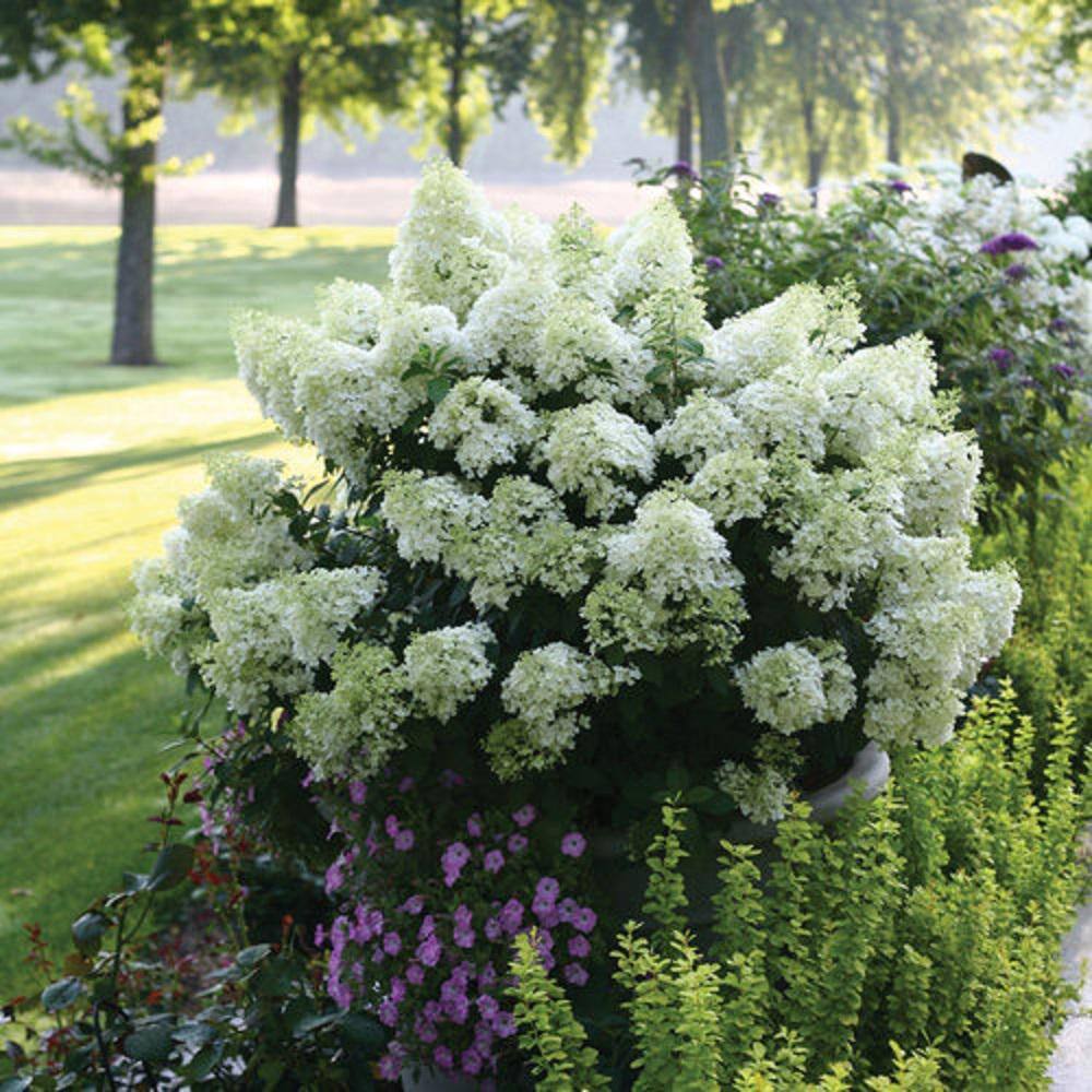 BELL NURSERY 3 Gal. Bobo Hydrangea (Paniculata) Live Flowering Shrub with White to Pink Flowers PWHYD3BOB1PK