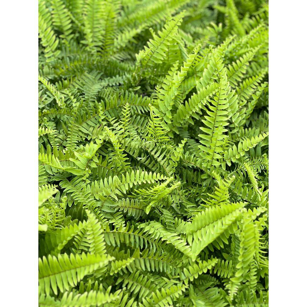 Pure Beauty Farms 8 in. Whiskey Barrel Fern Plant DC8WHISKEYFERN