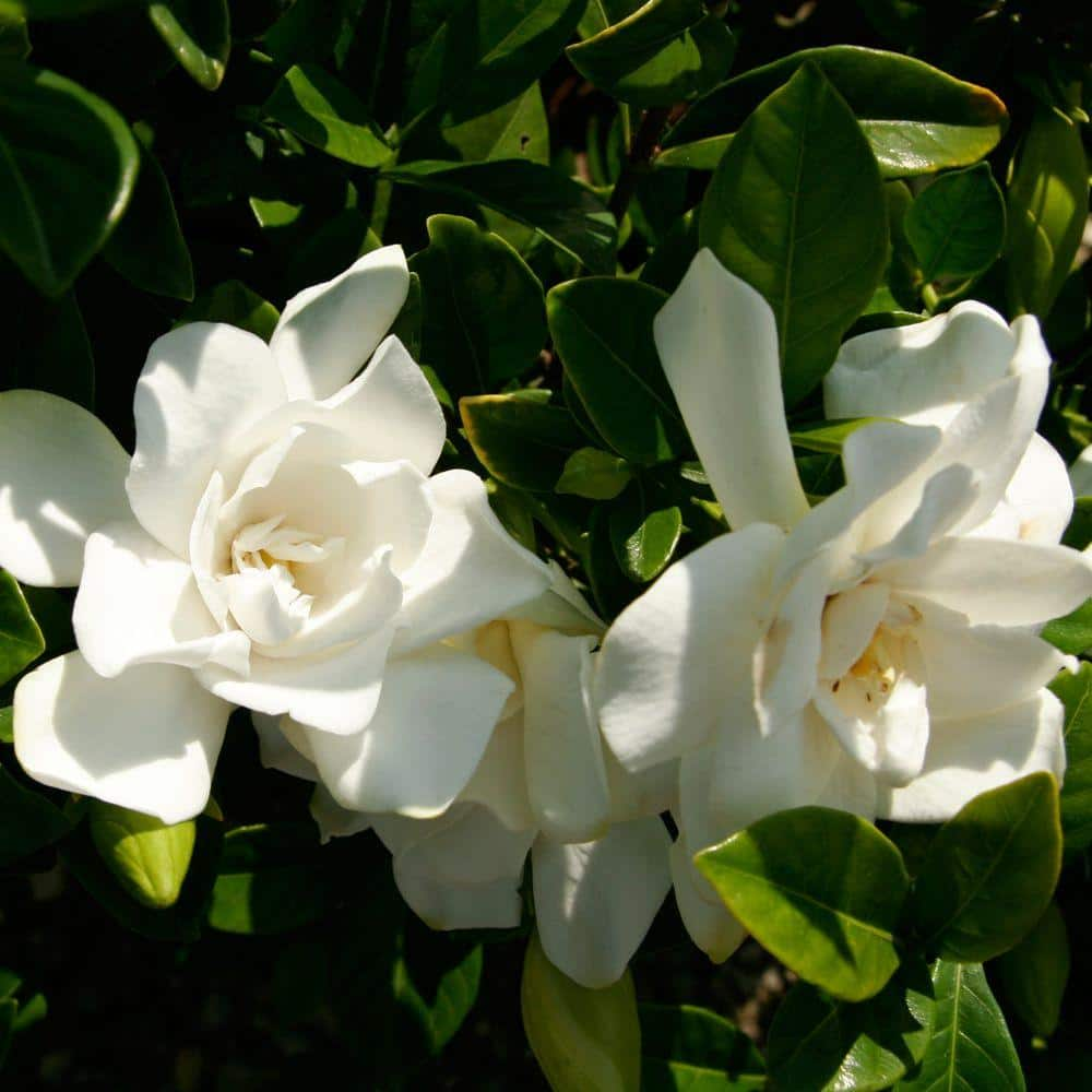 SOUTHERN LIVING 2 Gal. Jubilation Gardenia Live Evergreen Shrub White Fragrant Blooms 20962