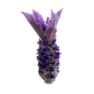 2.5 qt. Perennial Lavender stoechas Spanish Purple (4-Pack) 2206