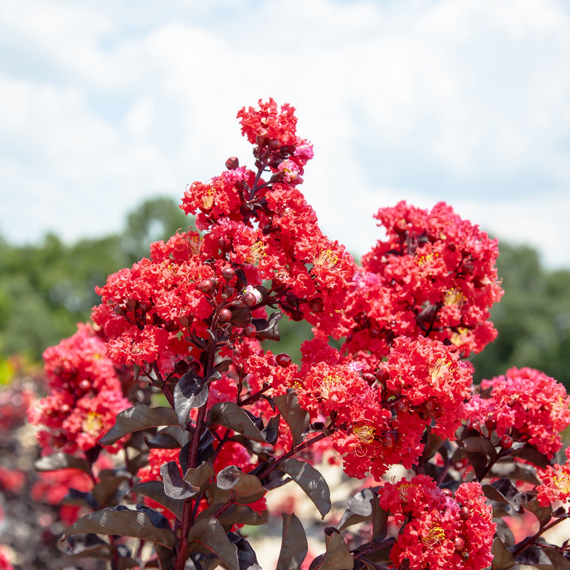 3 Gal. Black Diamond Best Red Crape Myrtle  - Unique Foliage， Bright Red Blooms