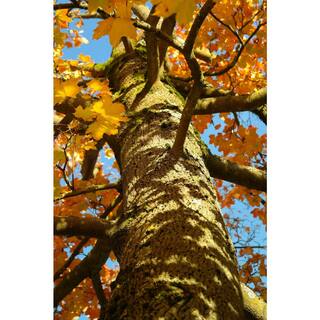 Online Orchards Norway Maple Tree - Among The Most Cold Hardy and Fastest Growing Maples (Bare Root 3 ft. to 4 ft. Tall) SHNM002