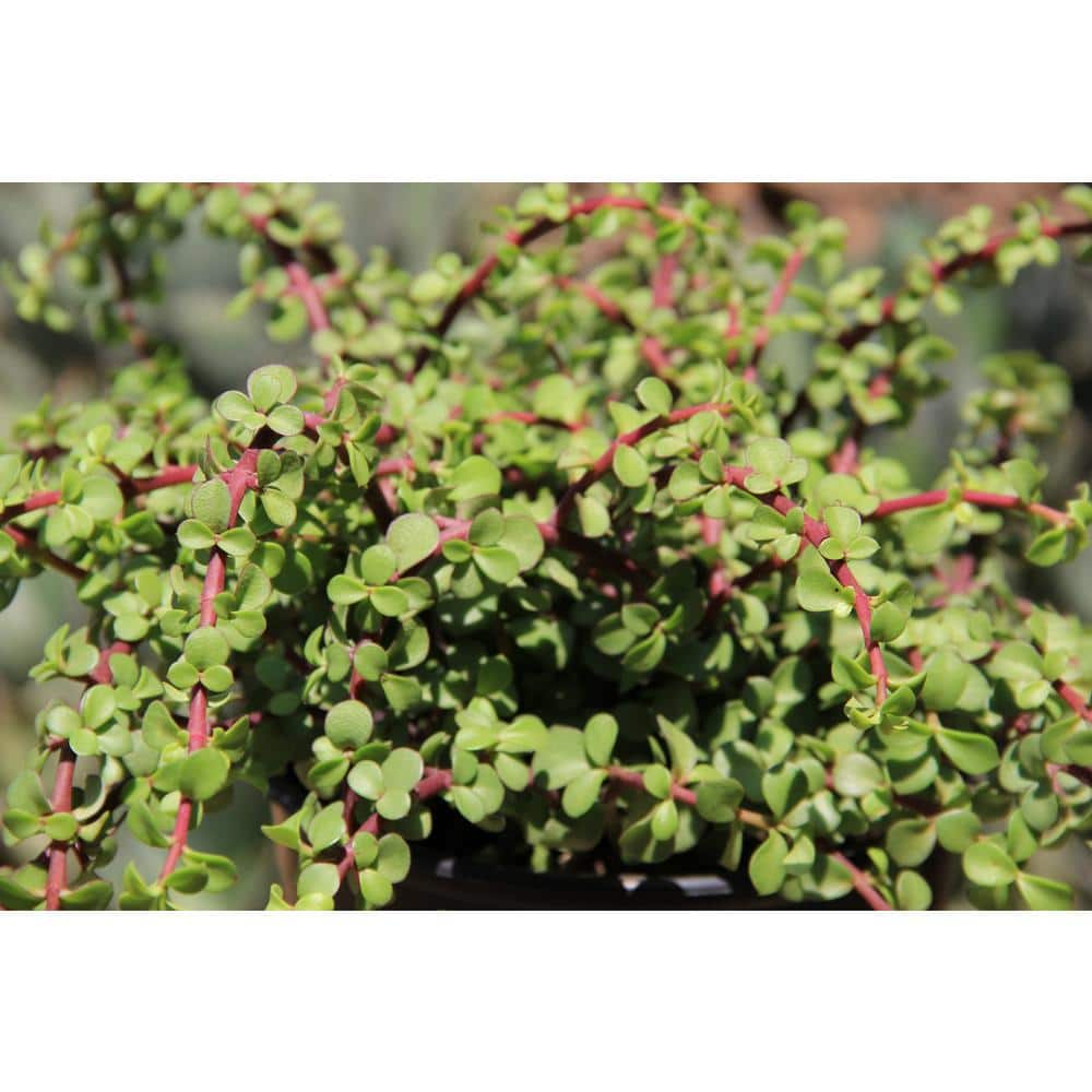 SMART PLANET 6 in. Portulacaria Afra Prostrata Hanging Basket 0883260