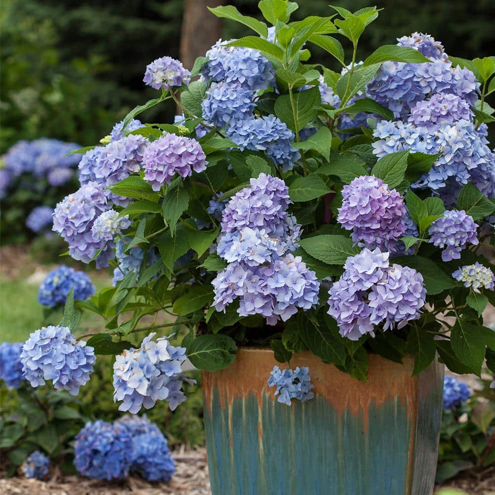 Endless Summer 1 Gal. The Original Reblooming Hydrangea Flowering Shrub with Pink or Blue Flowers 10530