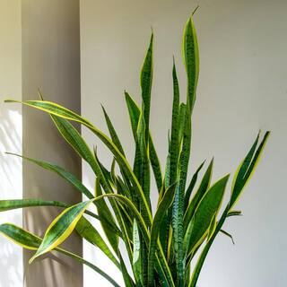 national PLANT NETWORK 6 in. Sanseveria Laurentii Snake Plant in 7 in. Semi Matte Cream Hyde Container HD4701