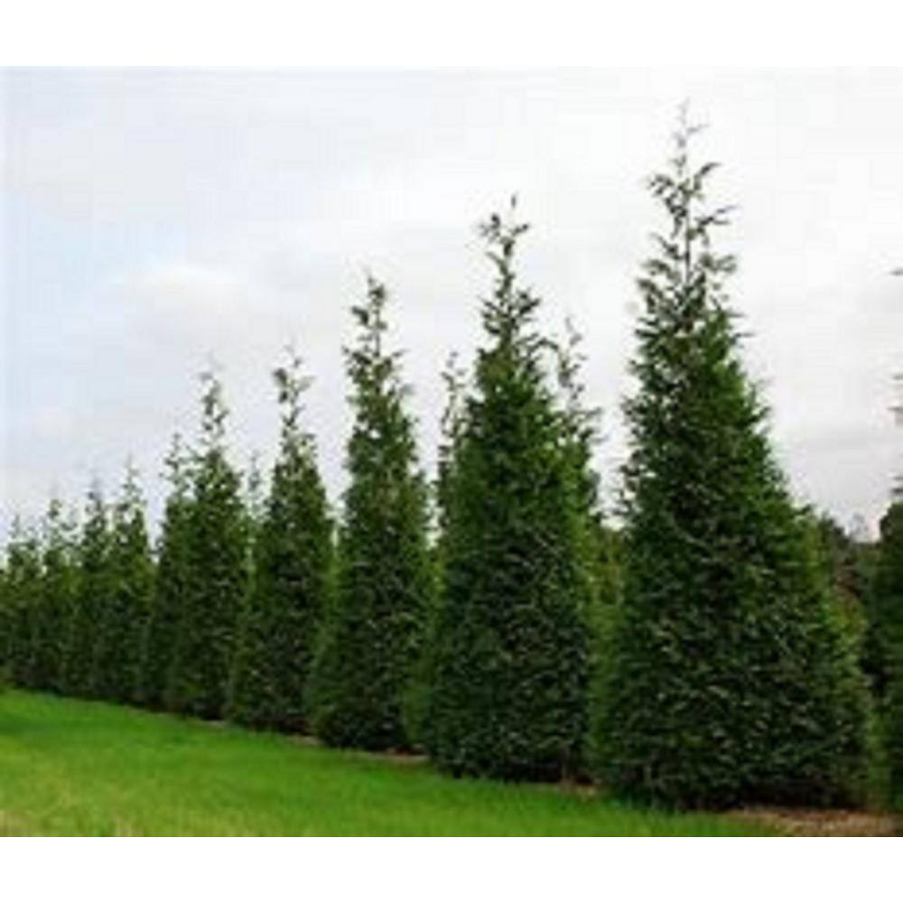 BELL NURSERY 3 Gal. Green Giant Arborvitae (Thuja) Live Evergreen Shrub THUJA3GRG1PK