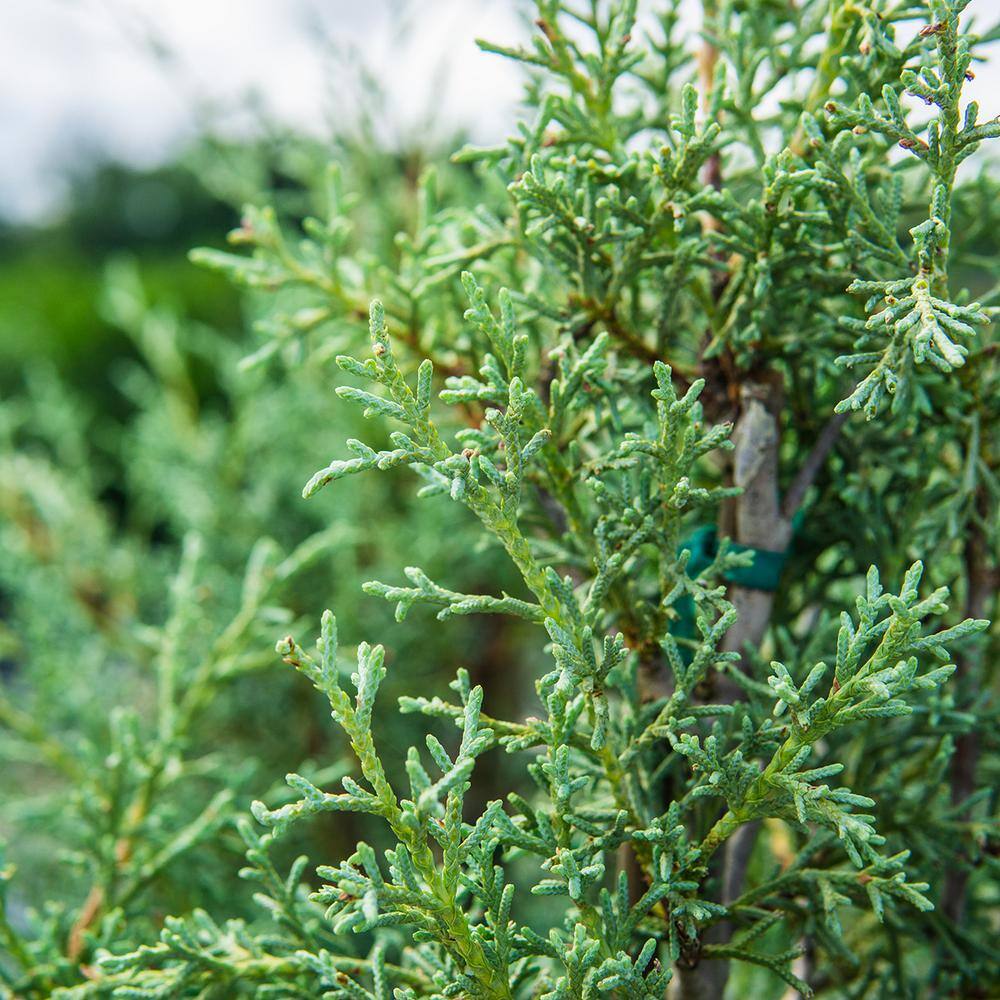 Perfect Plants 3 Gal. Carolina Sapphire Cypress Tree (2-Pack) THD00407