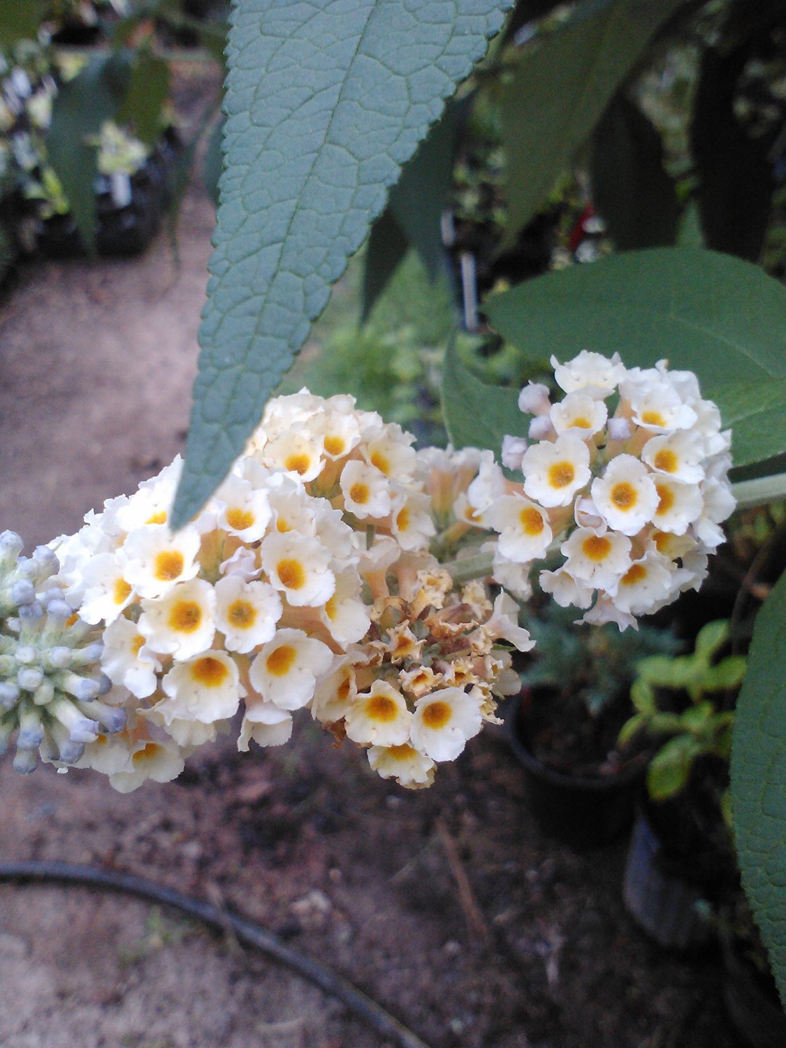 Bicolor' Butterfly Bush